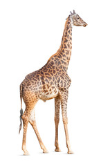 Transparent PNG of A Giraffe.