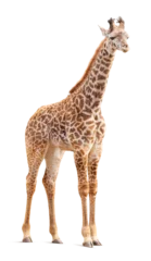 Gordijnen Transparent PNG of A Giraffe. © Andy Dean