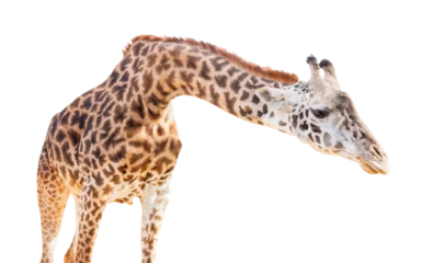 Foto op Canvas Transparent PNG of A Giraffe Head. © Andy Dean