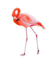 Transparent PNG of Beautiful Flamingo.
