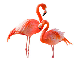 Transparent PNG Pair of Beautiful Flamingos. - obrazy, fototapety, plakaty