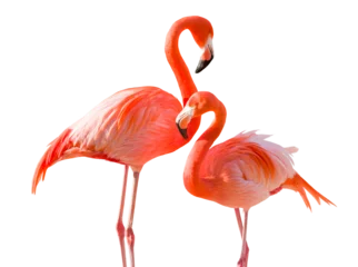 Gordijnen Transparante PNG-paar prachtige flamingo& 39 s. © Andy Dean