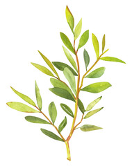 Watercolor hand painted botanical nature tea tree branch with leaves illustration isolated on white background