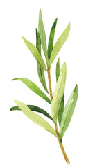 Watercolor hand painted rosemary branches. Watercolor hand drawn illustration isolated on white background, aromatherapy, essential oils