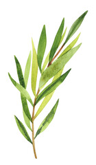 Fototapeta premium Watercolor hand painted rosemary branches. Watercolor hand drawn illustration isolated on white background, aromatherapy, essential oils