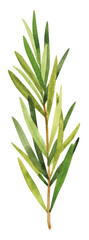 Watercolor hand painted rosemary branches. Watercolor hand drawn illustration isolated on white background, aromatherapy, essential oils
