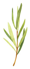 Watercolor hand painted rosemary branches. Watercolor hand drawn illustration isolated on white background, aromatherapy, essential oils