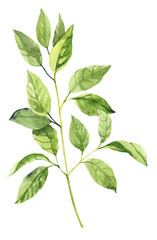 Watercolor hand painted botanical spring leaves and branches illustration isolated on white background.