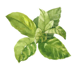 Watercolor hand painted peppermint branch and leaves. Watercolor illustrations isolated on white background © Salnikova Studio