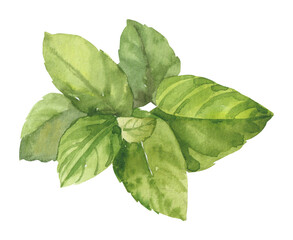 Watercolor hand painted peppermint branch and leaves. Watercolor illustrations isolated on white background © Salnikova Studio