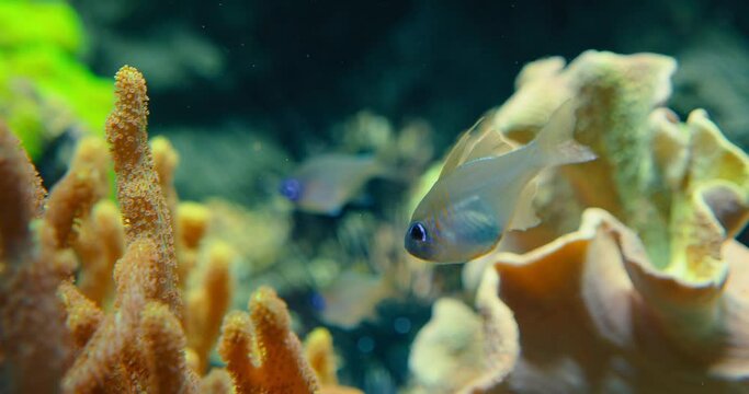 Fish, threadfin cardinalfish or bluestreak in Red Sea. Translucent fish with vertical iridescent blue lines on the head and front of body. Branching coral, in sheltered bays and lagoons.