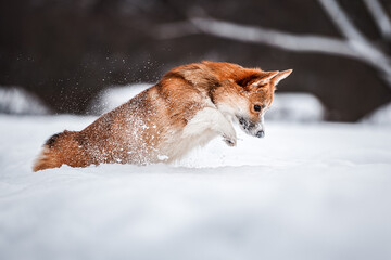 cute welsh corgi pembroke dog running in snow
