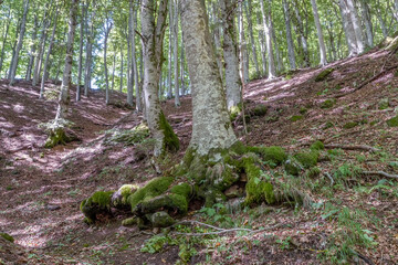 Large beech trees with roots above ground covered with moss in the Acquerino Cantagallo nature reserve, Italy