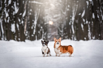 two young beautiful corgi dog walking in a forest in winter with a snow in the background of autumn