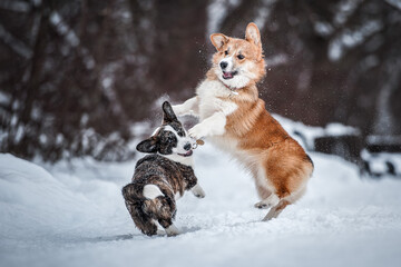 two corgis, brown and red, play in the snow