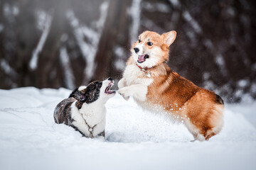 two corgis, brown and red, play in the snow
