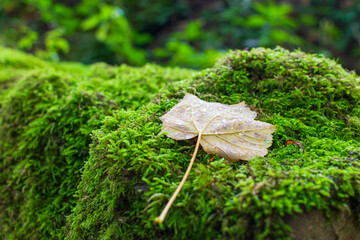 leaf with waterdrops on moss covered tree