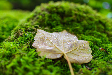 leaf with waterdrops on moss covered tree