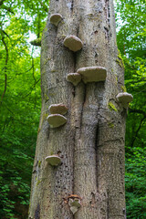 Fungi on the tree