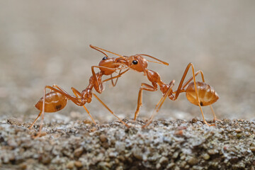 Two ants head to head