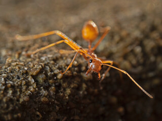 Single ant in the evening light