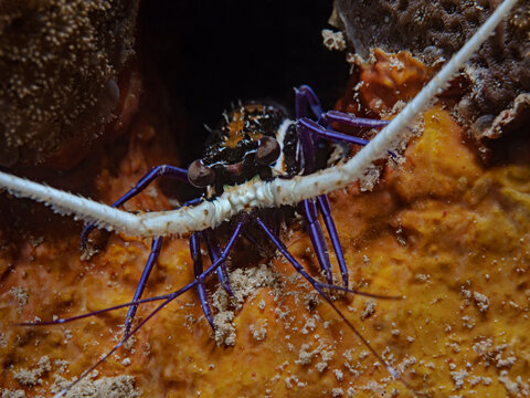 Painted spiny lobster (Panulirus versicolor)