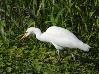 Cattle Egret Foraging