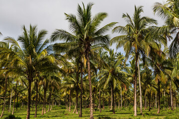 Fototapeta na wymiar Plantation of coconut palm trees at daytime. Zanzibar, Tanzania