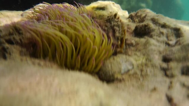 Mediterranean sea anemone underwater scene