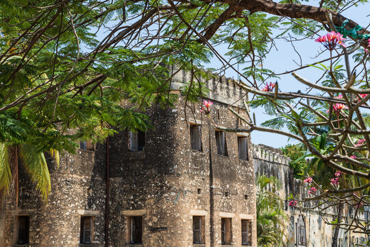 Stone building with the walls of the fortress and branches with pink flowers and green leaves in the foreground. Zanzibar, Tanzania - Powered by Adobe