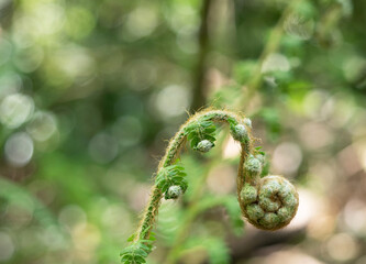 close-up of a spiral-shaped fern bud on a blurred background in nature with bokeh and copy space