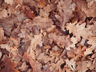 fallen brown oak leaves natural autumn background