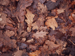 fallen brown oak leaves natural autumn background