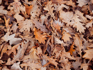 top view of forest ground covered with oak dry leaves in autumn