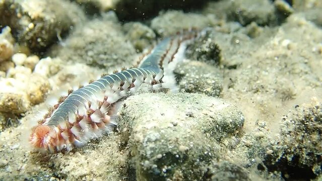 Hermodice carunculata, the bearded fireworm, is a type of marine bristleworm belonging to the Amphinomidae family, native to the Mediterranean Sea.
