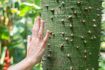 A female hand touching the thorns trees