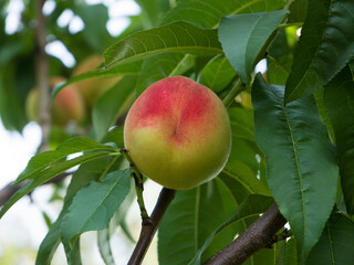 Ripe peaches on tree branches with natural light. Growing peaches in the garden. Organic farming.