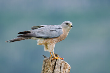 The Levant sparrowhawk 