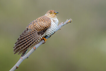 The common cuckoo 