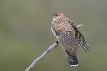 The common cuckoo 