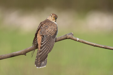 The common cuckoo 