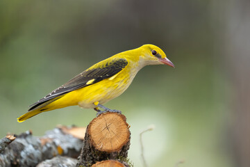 The Eurasian golden oriole 