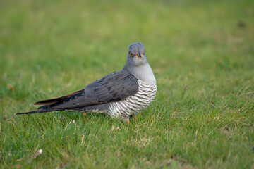 The common cuckoo 