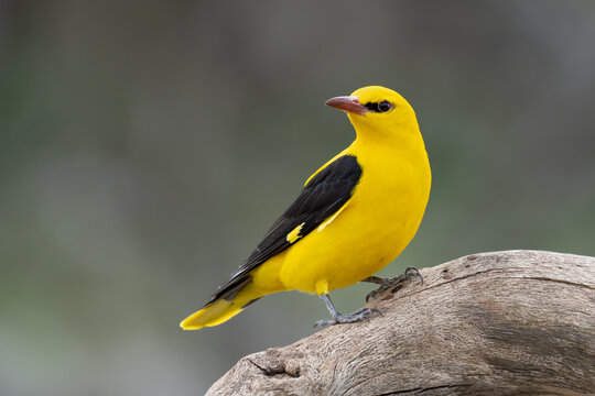 The Eurasian Golden Oriole 