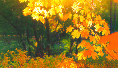 Autumn yellow leaf closeup. Bright orange autumn tree. Blur bokeh on background. Golden color flora in park. Light sunny october day. Shiny red fall leaves in garden Sun in sky. Change of fall nature