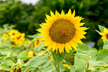 a yellow sunflower with a brown center on a cloudy day with green leaves in a field