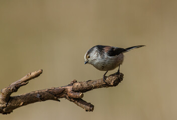Long tailed tit, Aegithalos caudatus, perched on a tree branch. Side view, looking left