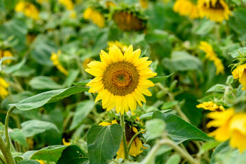 a yellow sunflower with a brown center on a cloudy day with green leaves in a field