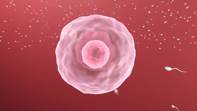 ovule and sperm insemination, can be used to represent artificial insemination, infertility or pregnancy (embryogenesis)