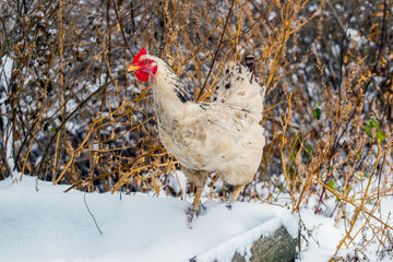 A white hen walks in the snow in the farm garden in winter